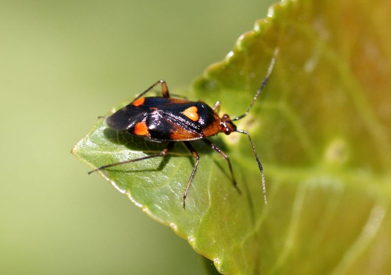 Miride : Deraeocoris ruber